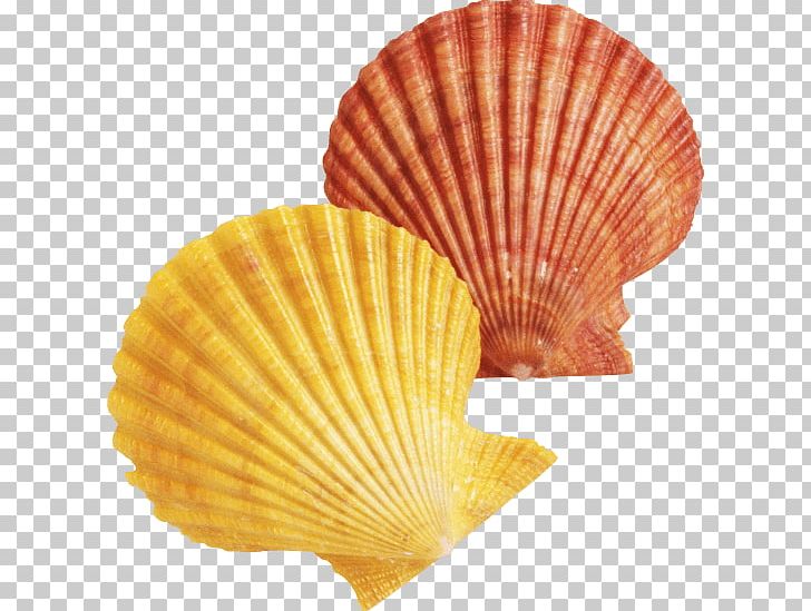 Seashell PNG, Clipart, Animals, Archive File, Clams Oysters Mussels And Scallops, Cockle, Decorative Fan Free PNG Download
