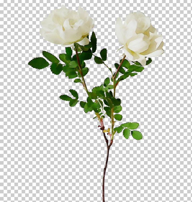 Blue Rose PNG, Clipart, Blue, Blue Rose, Cabbage Rose, Cut Flowers, Floral Design Free PNG Download