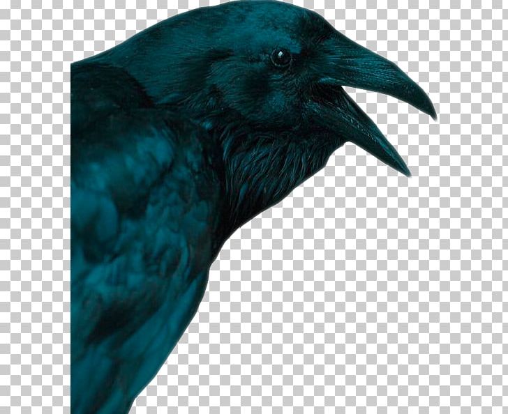 American Crow Common Raven New Caledonian Crow Sticker PNG, Clipart, 2018, American Crow, Beak, Bird, Censorship Free PNG Download