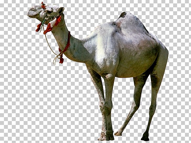 Camel GIFアニメーション Animated Film Giphy PNG, Clipart, Animaatio, Animals, Animated , Arabian Camel, Camel Free PNG Download