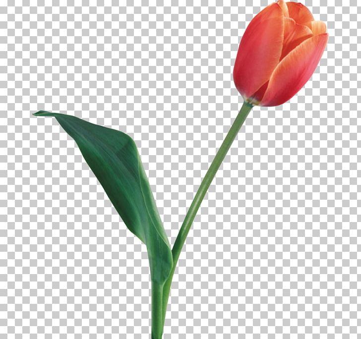 Flower Tulip PNG, Clipart, Bud, Computer Icons, Cut Flowers, Data Compression, Desktop Wallpaper Free PNG Download