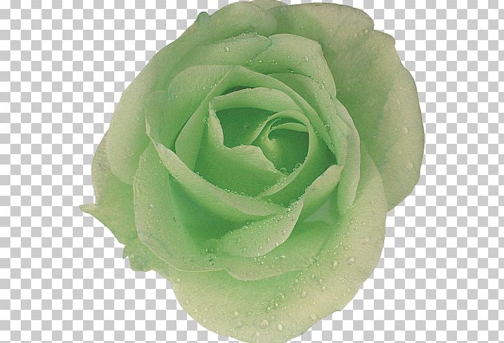 Garden Roses Cabbage Rose Cut Flowers Petal PNG, Clipart, Blue, Cabbage Rose, Cut Flowers, Flower, Garden Free PNG Download