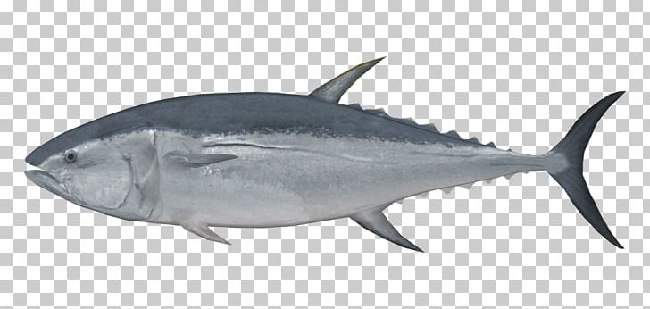 New Zealand Pacific Bluefin Tuna Albacore Sushi Fish PNG, Clipart, Atlantic Bluefin Tuna, Bonito, Bony Fish, Fauna, Fin Free PNG Download