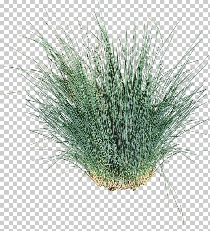 Tussock Ornamental Grass Poa Poiformis Vetiver Bluegrass PNG, Clipart, Annual Plant, Arch, Chrysopogon Zizanioides, Contrast, Evergreen Free PNG Download