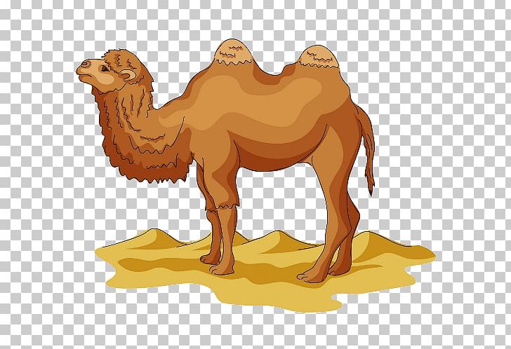 Wild Bactrian Camel Drawing Cartoon PNG, Clipart, Animals, Arabian Camel, Arizona Desert, Bactrian Camel, Camel Free PNG Download