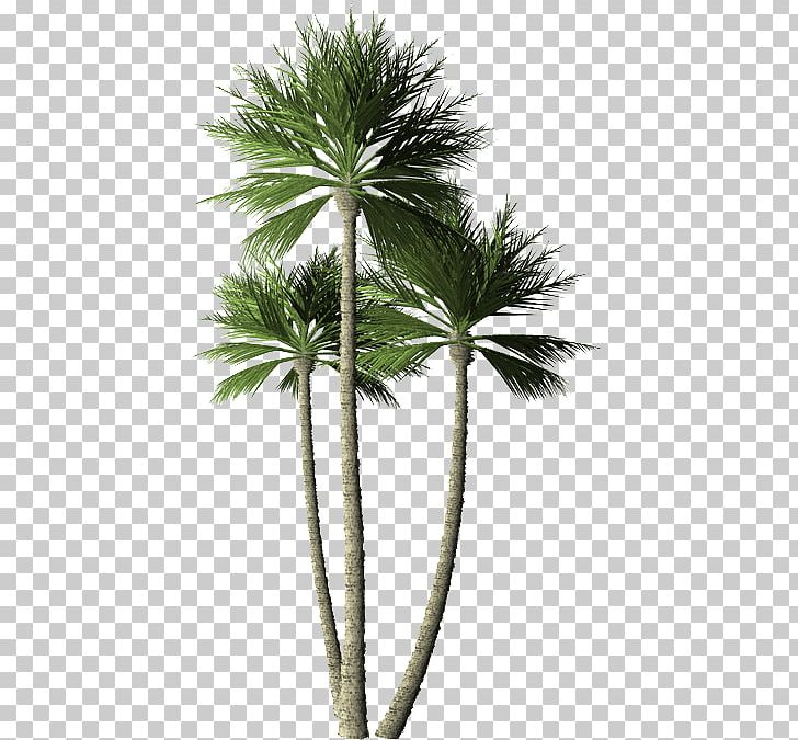 Asian Palmyra Palm Arecaceae Plant Coconut Tree PNG, Clipart, Arecales, Areca Palm, Asian Palmyra Palm, Borassus Flabellifer, Coconut Free PNG Download
