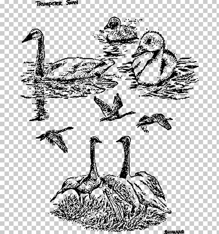 Duck Goose Chicken Mute Swan Bird PNG, Clipart, Animals, Art, Beak, Bird, Black Free PNG Download