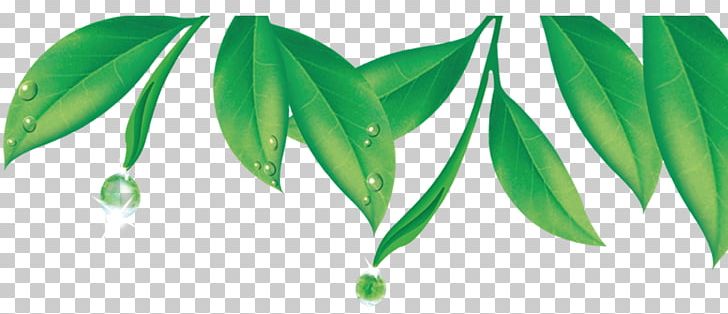 Green Tea Dew Google S PNG, Clipart, Background Green, Branches, Branches And Leaves, Cmyk Color Model, Coreldraw Free PNG Download
