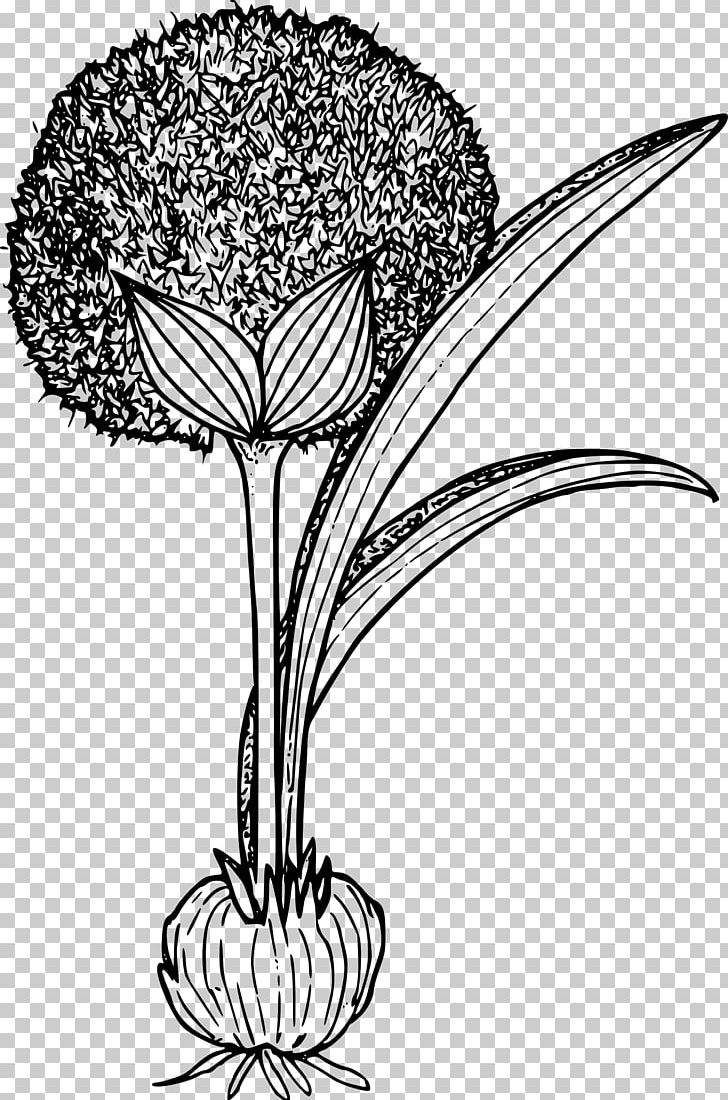 Plant PNG, Clipart, Artwork, Black And White, Computer Icons, Cut Flowers, Flora Free PNG Download