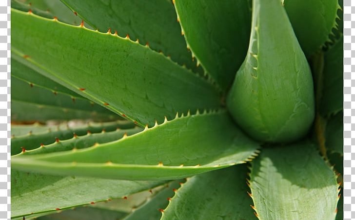 Aloe Vera Aloe Arborescens Gel Plant Medicine PNG, Clipart, Agave, Aloe, Aloe Arborescens, Aloe Vera, Burn Free PNG Download