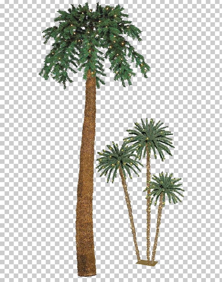 Asian Palmyra Palm Palmier De Noël Arecaceae Christmas Date Palm PNG, Clipart, Arecaceae, Arecales, Asian Palmyra Palm, Borassus, Borassus Flabellifer Free PNG Download