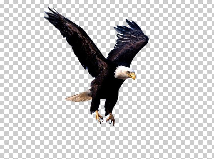Bald Eagle Flight Bird PNG, Clipart, Accipitriformes, Animal, Animals, Bald Eagle, Beak Free PNG Download