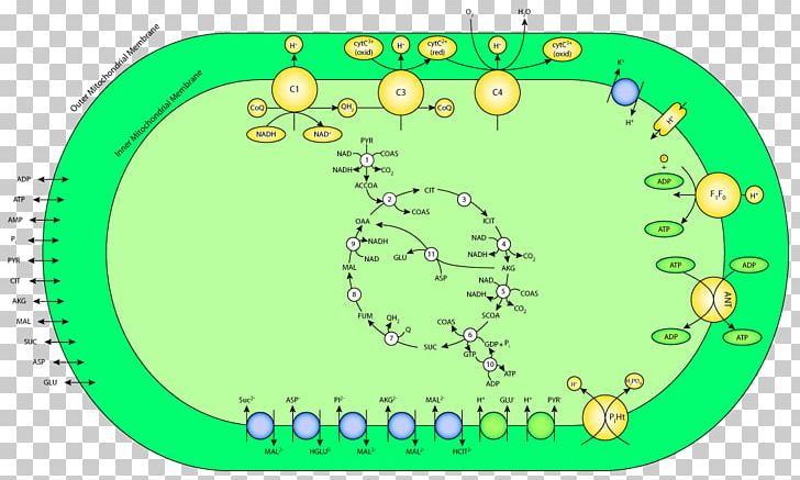 Green Line Point Oxidative Phosphorylation PNG, Clipart, Area, Art, Circle, Diagram, Grass Free PNG Download