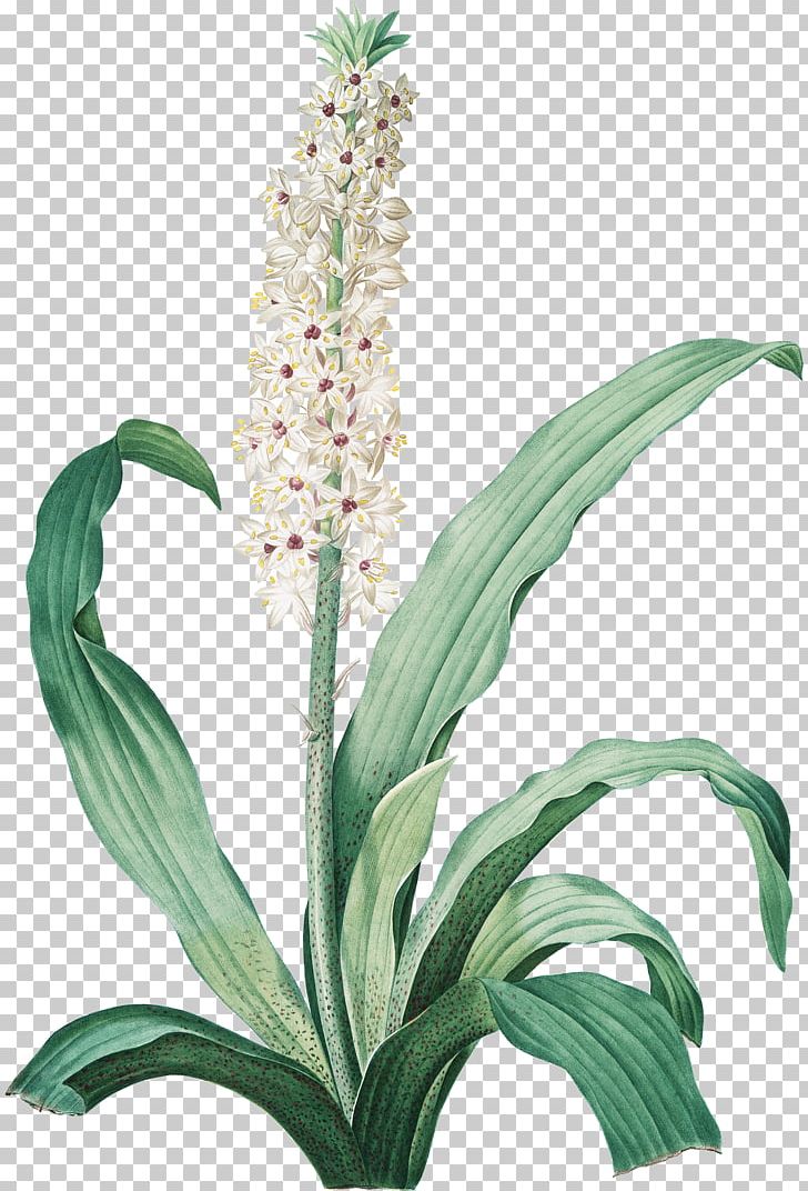 百合圣经 Les Liliacées PNG, Clipart, Commodity, Flower, Flowering Plant, Fotolia, Grass Free PNG Download