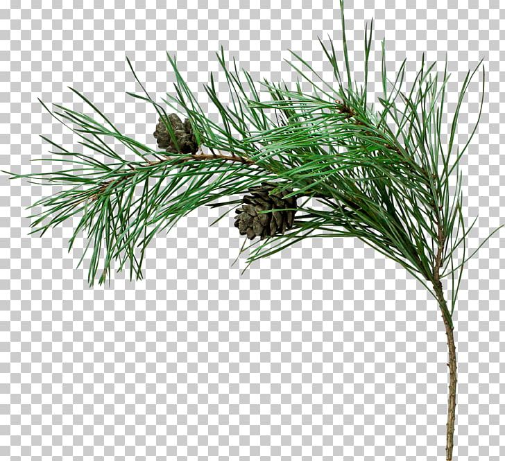 Pine Spruce Fir Tree Branch PNG, Clipart, Branch, Bud, Casuarina, Conifer, Conifers Free PNG Download