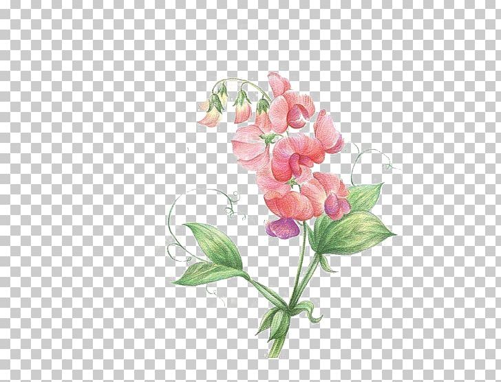 Sweet Pea Flower Icon PNG, Clipart, Colored Pencil, Cut Flowers, Download, Encapsulated Postscript, Flora Free PNG Download