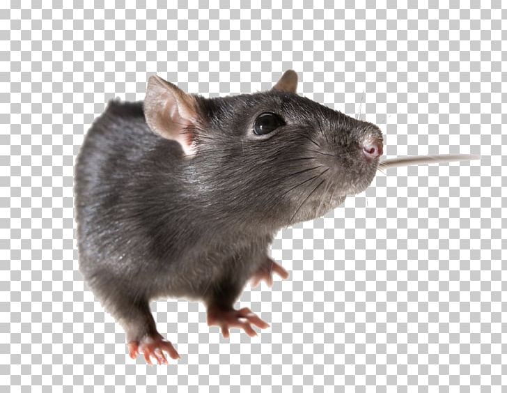 Brown Rat Mouse Rodent Black Rat PNG, Clipart, Animals, Black Rat, Brown Rat, Display Resolution, Dormouse Free PNG Download