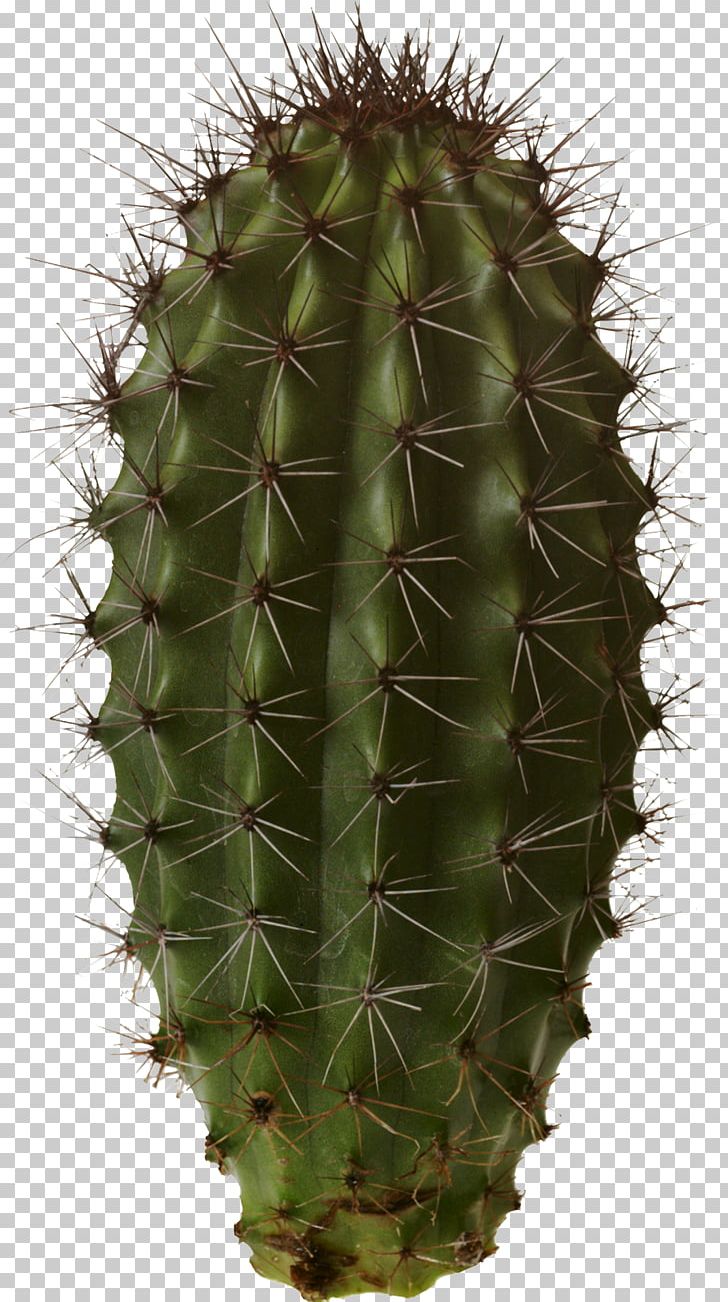Cactaceae Cactus Garden PNG, Clipart, Barbary Fig, Cactaceae, Cactus, Cactus Garden, Caryophyllales Free PNG Download
