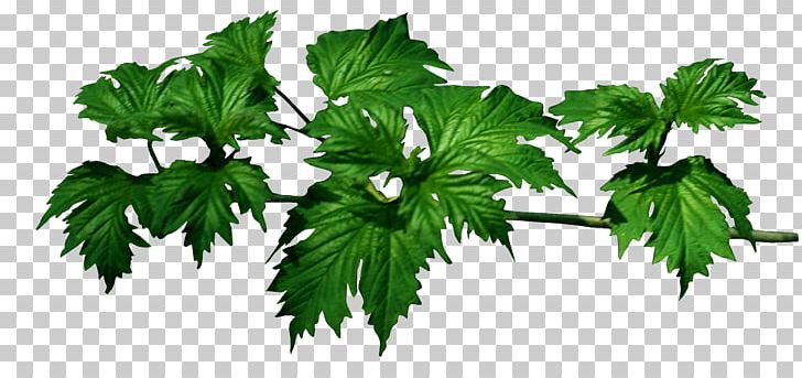 Leaf Tree Branch PNG, Clipart, Art Green, Branch, Clip Art, Digital Image, Food Free PNG Download