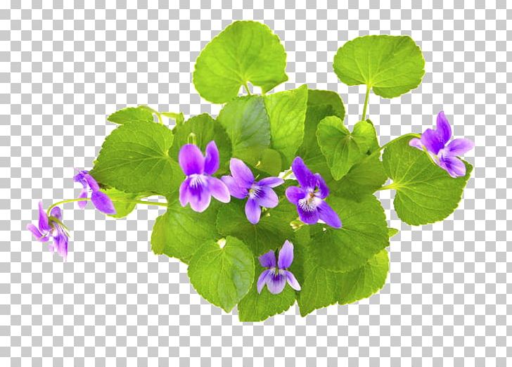 Violet Stock Photography PNG, Clipart, African Violet, Alamy, Annual Plant, Download, Flower Free PNG Download