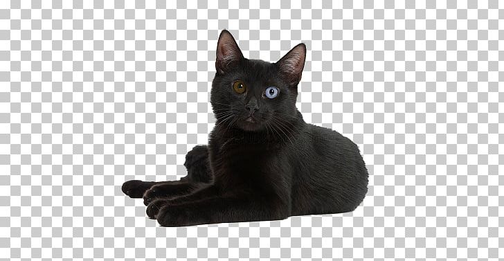 Black Cat Bombay Cat Korat Burmese Cat German Rex PNG, Clipart, Abyssinian, Animals, Asian, Avatan, Avatan Plus Free PNG Download