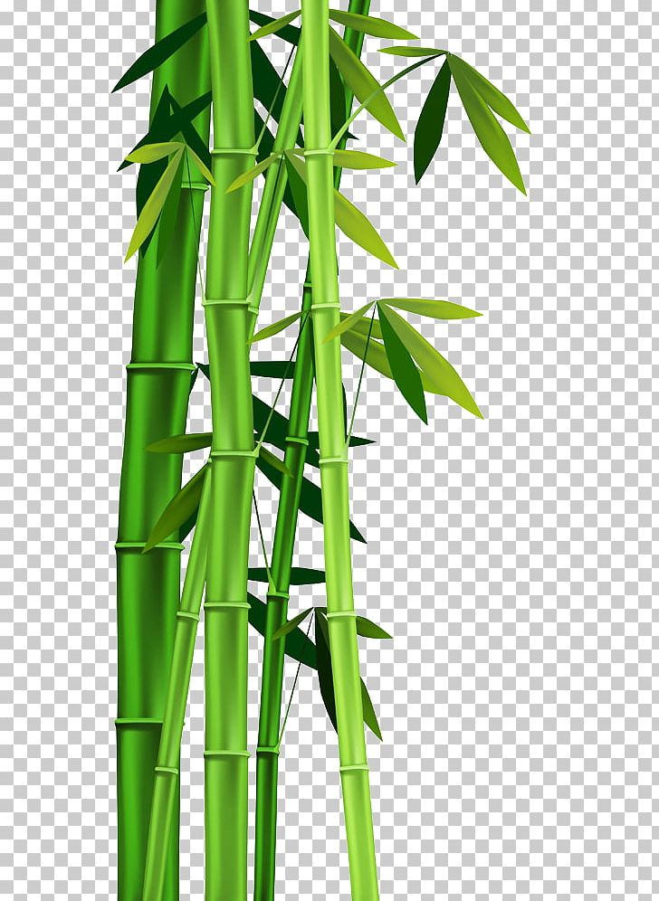 bamboo plant png