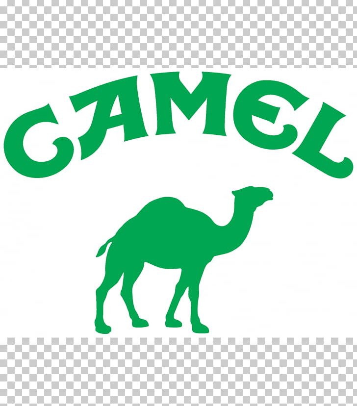 Mammal Carnivora Formula 1 Camel Horse PNG, Clipart, Animal, Animal Figure, Area, Ayrton Senna, Brand Free PNG Download