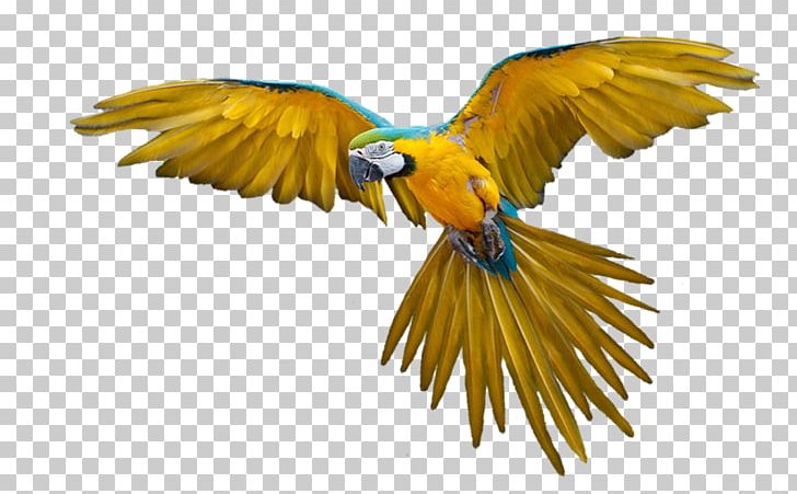 Parrot Bird Flight Portable Network Graphics PNG, Clipart, Amazon Parrot, Beak, Bird, Bird Flight, Fauna Free PNG Download