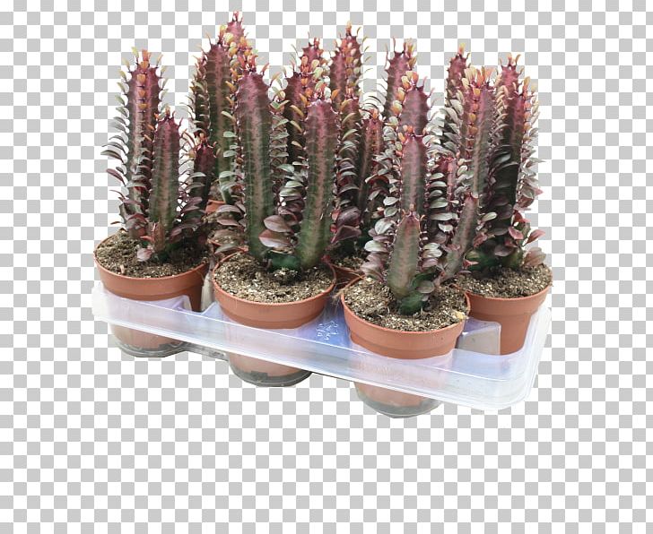 Pencil Cactus Euphorbia Trigona Cactaceae Plant Triangle Cactus PNG, Clipart, Acanthocereus, Acanthocereus Tetragonus, Cactaceae, Cactus, Caryophyllales Free PNG Download