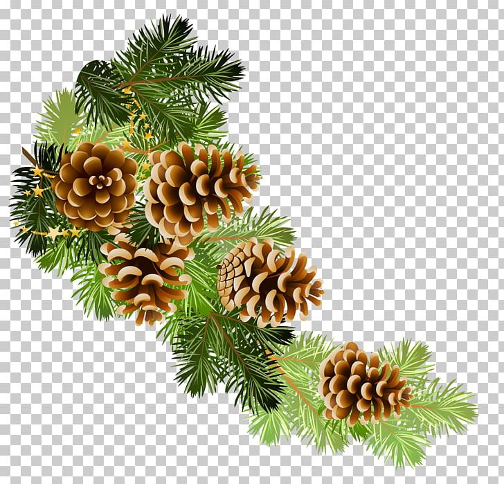 Scots Pine Conifer Cone Fir PNG, Clipart, Branch, Christmas, Christmas Decoration, Christmas Ornament, Clip Art Free PNG Download