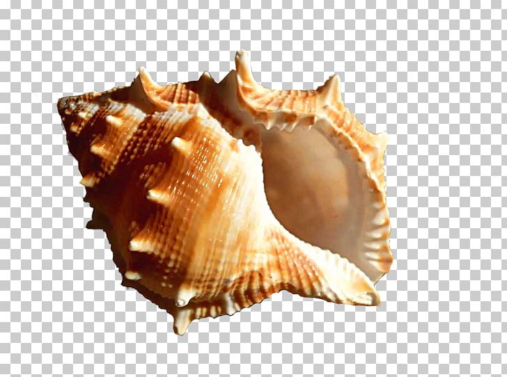 Conch PNG, Clipart, Animation, Brown, Brown Background, Brown Conch, Clam Free PNG Download