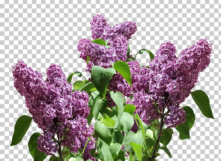 Purple Lavender Violet Lilac PNG, Clipart, Color, Download, Flower, Flowering Plant, Lavender Free PNG Download