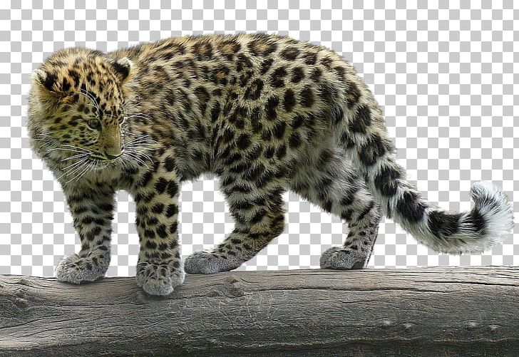 Snow Leopard Cheetah Jaguar Paper PNG, Clipart, Animal Print, Animals, Big Cat, Big Cats, Carnivora Free PNG Download