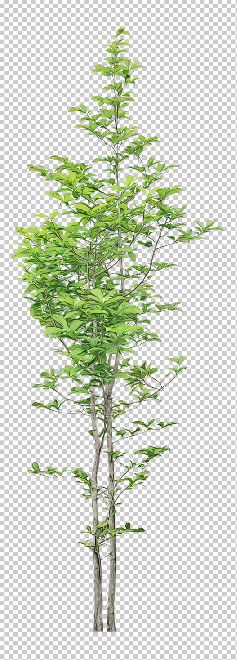 Plant Stem Larch Bambou Twig Shrub PNG, Clipart, Bambou, Conifers, Evergreen Marine Corp, Fir, Flowerpot Free PNG Download