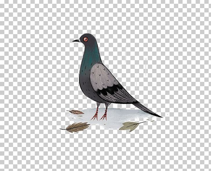 Columbidae Bird Rock Dove Drawing PNG, Clipart, Animals, Beak, Bird, Birds, Cartoon Free PNG Download