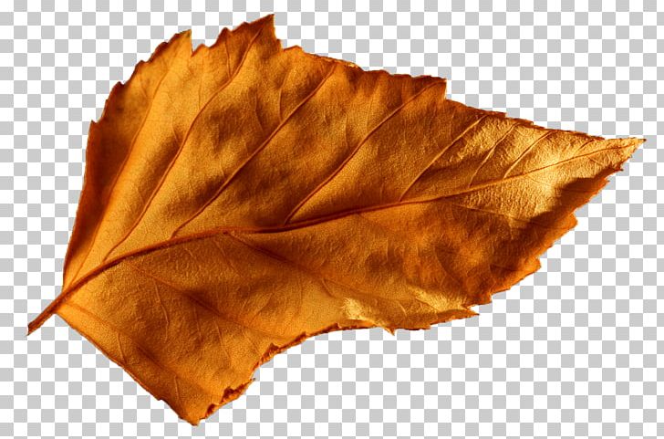Leaf Autumn Food Ice Cream Cake Lens Flare PNG, Clipart, Autumn, Autumn Leaf Color, Colored Smoke, Feuille, Food Free PNG Download