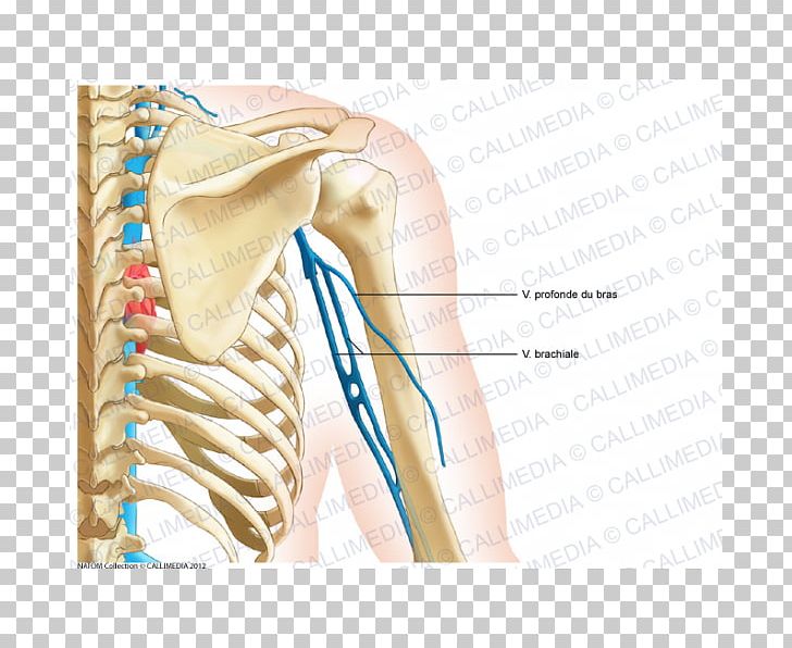 Shoulder Bone Coronal Plane Anatomy Neck PNG, Clipart, Abdomen, Anatomy, Arm, Blood Vessel, Bone Free PNG Download
