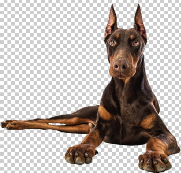 Dobermann German Pinscher Manchester Terrier Dog Breed Guard Dog PNG, Clipart, Animals, Breed, Carnivoran, Coat, Collar Free PNG Download