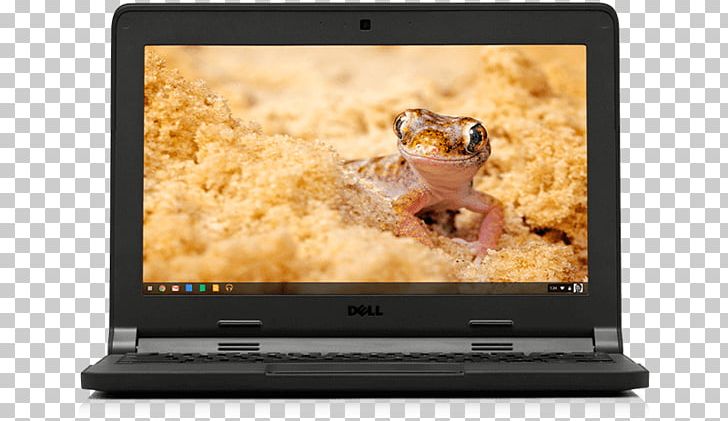 Lizard Reptile Common Leopard Gecko Desktop PNG, Clipart, 1080p, Animal, Common Leopard Gecko, Crested Gecko, Desktop Wallpaper Free PNG Download
