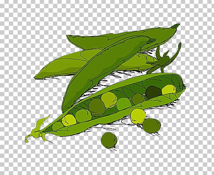 Sweet Pea Vegetable Illustration PNG, Clipart, Angle, Environmental, Environmental Protection, Fruit, Grass Free PNG Download