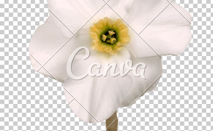 Petal Cut Flowers Flowering Plant PNG, Clipart, Clothing Accessories, Crown, Cut Flowers, Fivestar Praise Cashback Photos, Flower Free PNG Download