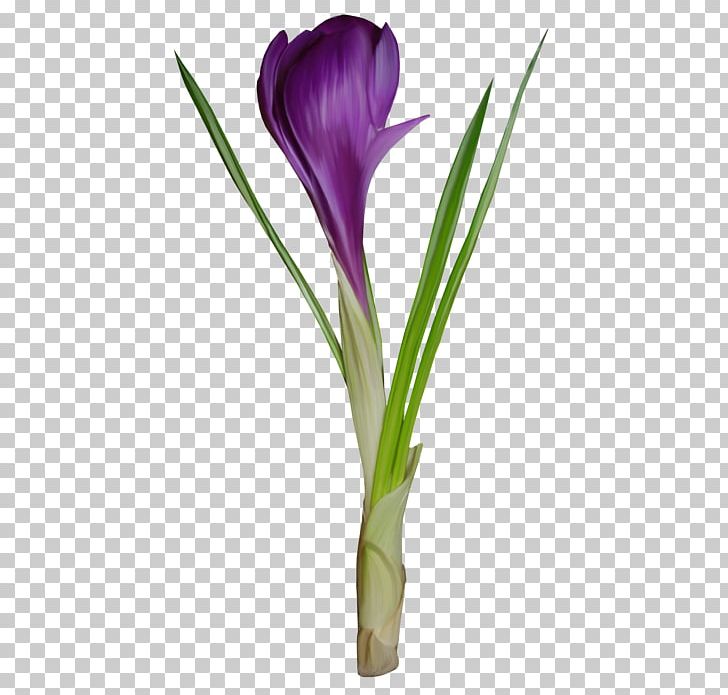 Snowdrop Cut Flowers Petal Plant Stem PNG, Clipart, Collage, Crocus, Cut Flowers, Flower, Flowering Plant Free PNG Download