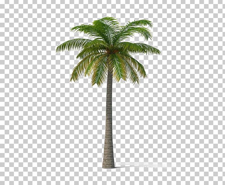 Asian Palmyra Palm California Palm Areca Palm Tree Mexican Fan Palm PNG, Clipart, Arecales, Areca Palm, Asian Palmyra Palm, Attalea Speciosa, Borassus Free PNG Download