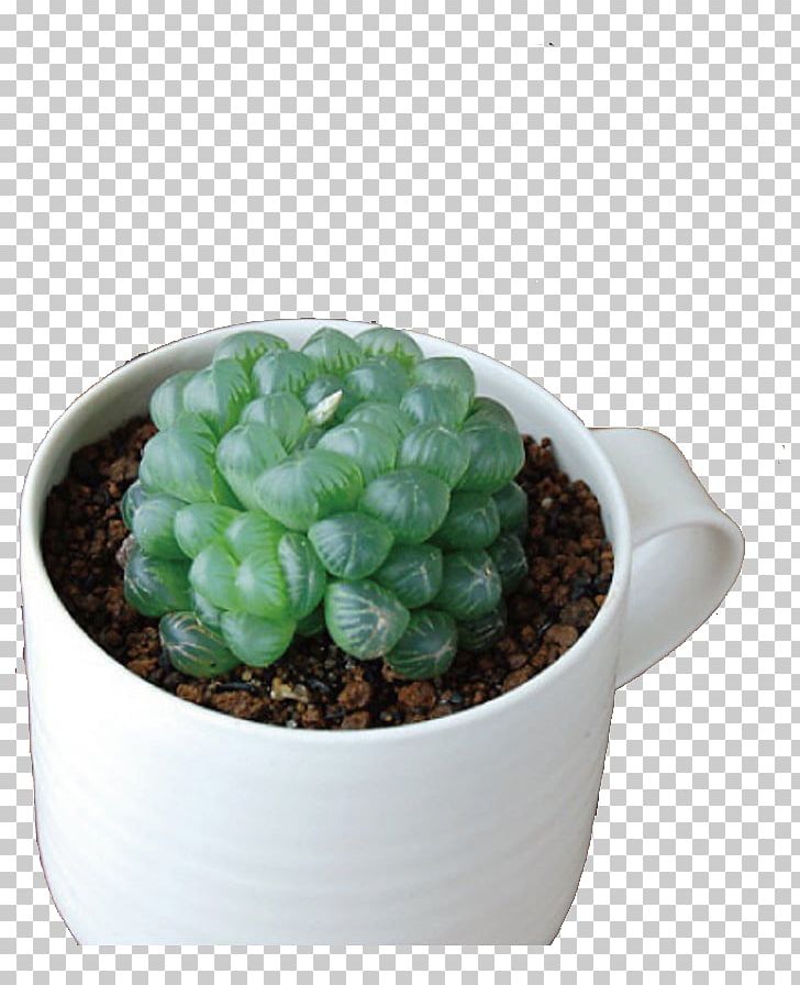 Gyokuro Succulent Plant Haworthia Flower Leaf PNG, Clipart, Brown, Brown Soil, Cactus, Coffee Cup, Cup Cake Free PNG Download