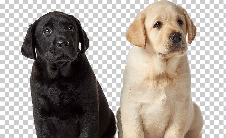 Labrador Retriever Puppy Dog Breed Golden Retriever Companion Dog PNG, Clipart, Breed, Carnivoran, Christmas, Companion Dog, Dog Free PNG Download