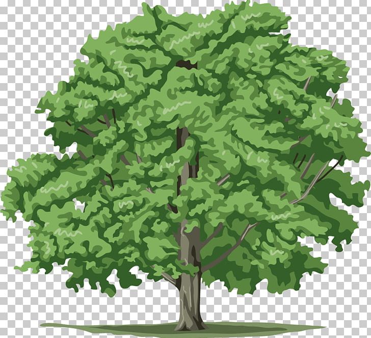 Tree Plant PNG, Clipart, Blog, Branch, Computer Icons, Desktop Wallpaper, Download Free PNG Download