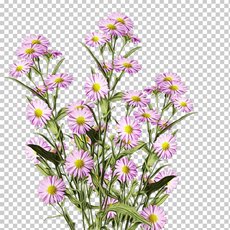 Floral Design PNG, Clipart, Annual Plant, Argyranthemum, Biology, Family, Floral Design Free PNG Download