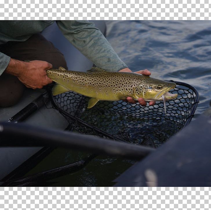 Coastal Cutthroat Trout 09777 Fishing Salmon PNG, Clipart, 09777, Boat, Bony Fish, Coastal Cutthroat Trout, Cod Free PNG Download