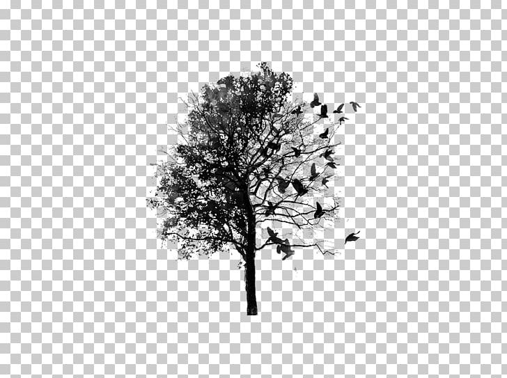 Judas-tree Branch PNG, Clipart, Arbor Day, Black And White, Branch, Desktop Wallpaper, Evergreen Free PNG Download