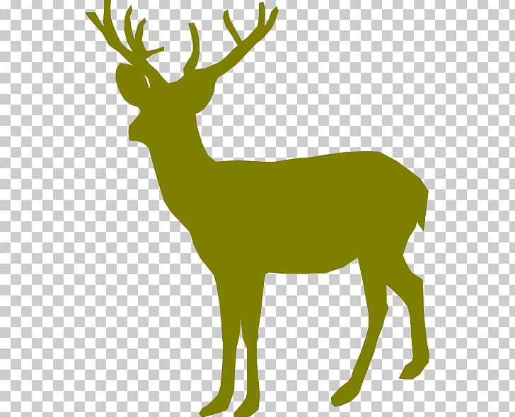 White-tailed Deer Reindeer PNG, Clipart, Antler, Deer, Deer Hunting, Elk, Fallow Deer Free PNG Download